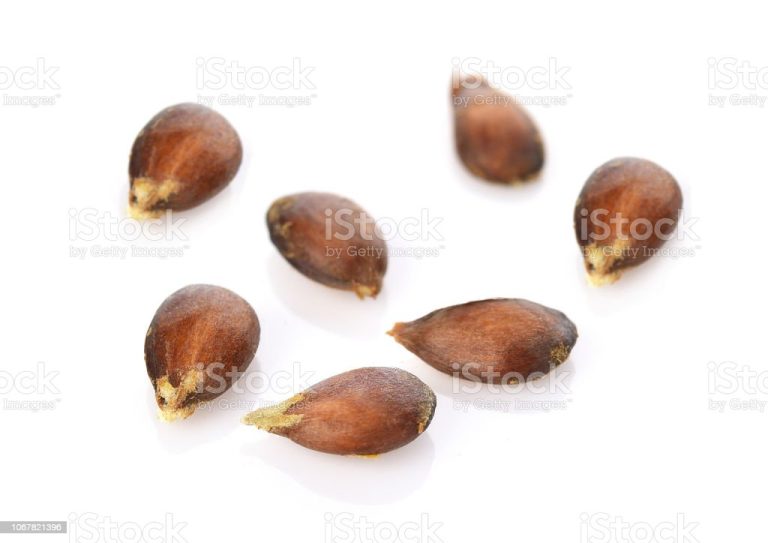 The seed apple on white background